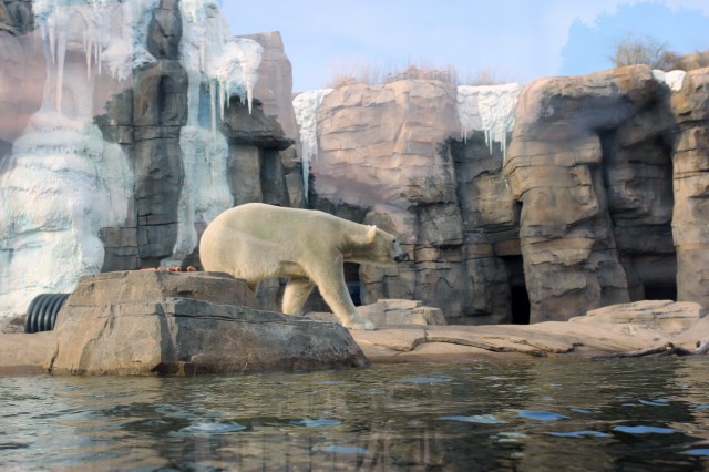 We catch a smile from Nikita, the polar bear who calls the Kansas City Zoo his home